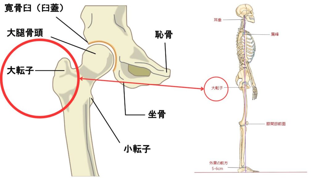 大転子の図解、位置