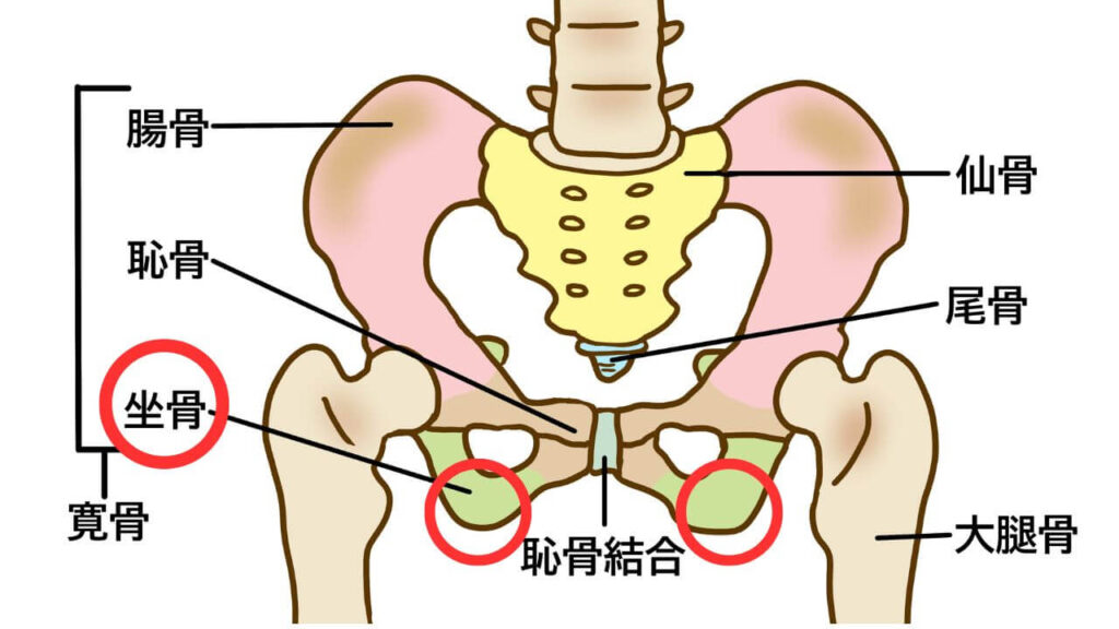 骨盤の一番下の骨、座骨のイラスト