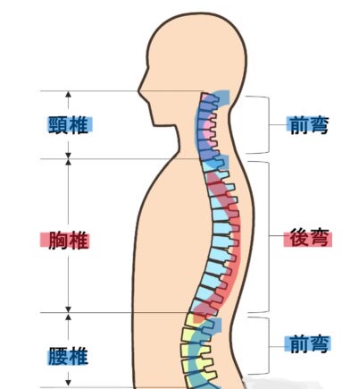 背骨の自然なS字のカーブ