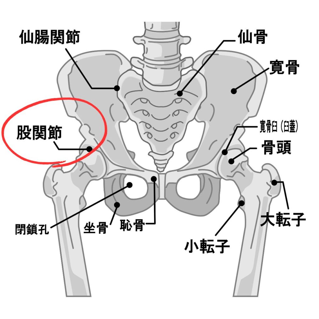 股関節の場所