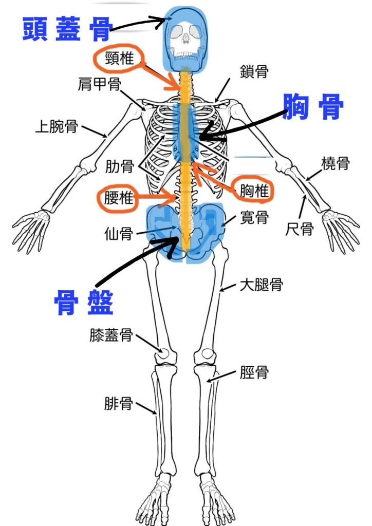 背骨の説明