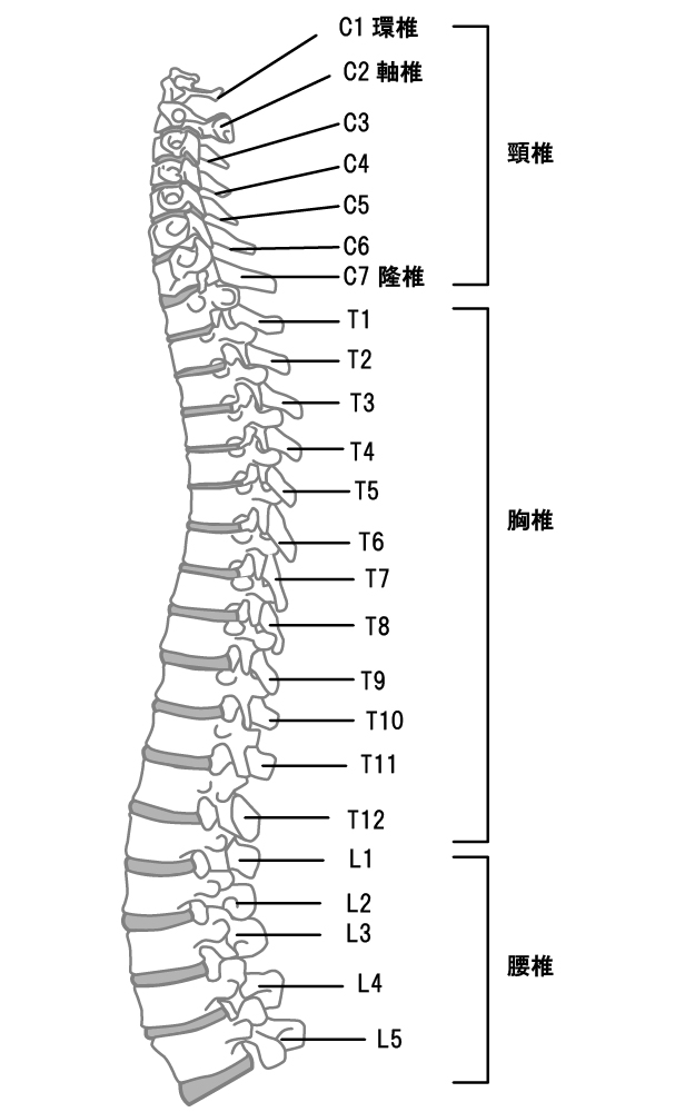 背骨は24個の椎骨でできている