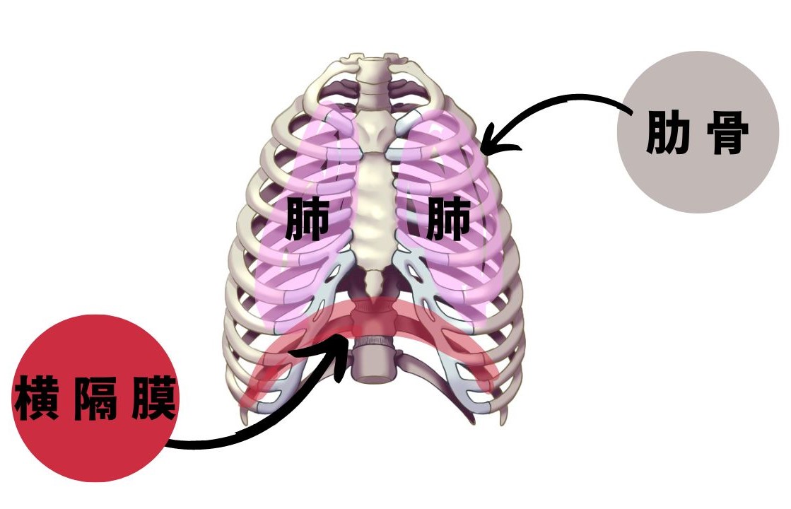 肺と横隔膜