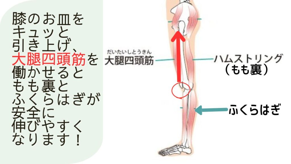 大腿四頭筋を引き上げて、もも裏、ふくらはぎを伸ばす